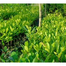 Mente Muna-Kendari, Sultra